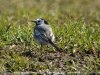 White Wagtail at Gunners Park (Steve Arlow) (149603 bytes)